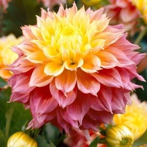 Meet your Posher, Dahlia